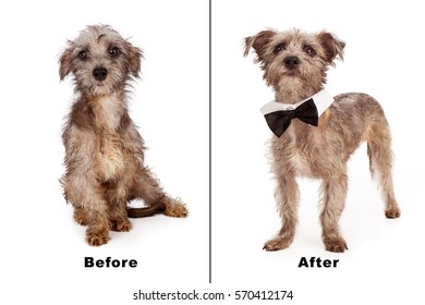 Before And After Photo Of A Rescued Dog That Was Scared And Dirty. Now Clean, Groomed And Confident