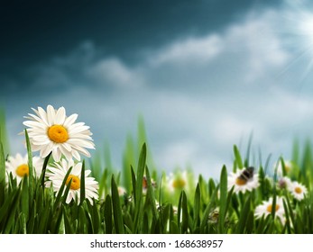 15,684 Rain daisy Images, Stock Photos & Vectors | Shutterstock