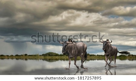 Before the thunderstorm, lightning forks and rejoins itself over the marsh lands, causing these two Wildebeest to hurry along to where they feel safe. 