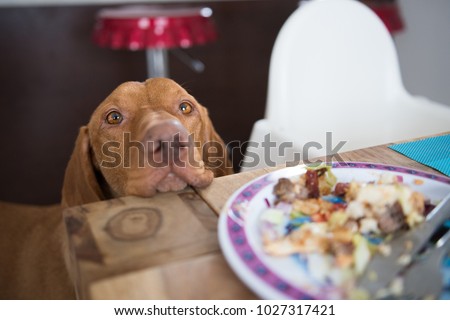 Begging dog in kitchen
