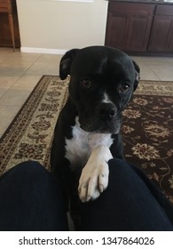 Begging Dog Wants To Jump On The Couch