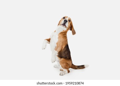 Begging. Portrait of funny active pet, cute dog Beagle posing isolated over white studio background. Concept of motion, action, pets love, animal life. Looks happy, delighted. Copyspace for ad. - Shutterstock ID 1959210874
