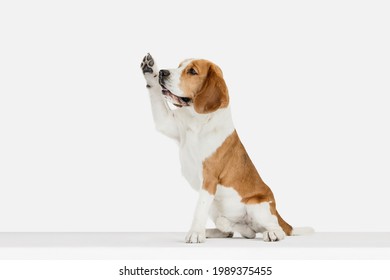 Begging. Portrait of funny active pet, cute dog Beagle posing isolated over white studio background. Concept of motion, action, pets love, animal life. Looks happy, delighted. Copyspace for ad. - Shutterstock ID 1989375455