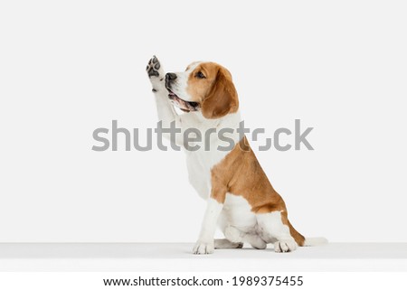 Begging. Portrait of funny active pet, cute dog Beagle posing isolated over white studio background. Concept of motion, action, pets love, animal life. Looks happy, delighted. Copyspace for ad.