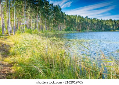 Begin of fall in north Russia, lake in the pinetree forest