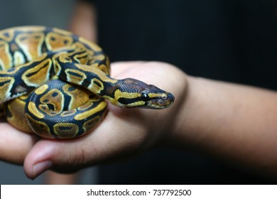 Beginner and popular snake for kids, Ball python (python regius) crawling on hand with selective focus and copy space, Background for exotic pets or animals and wildlife concept