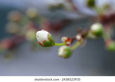 The beginning of cherry blossoming. Early spring. - Powered by Shutterstock