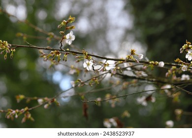 The beginning of cherry blossoming. Early spring. - Powered by Shutterstock