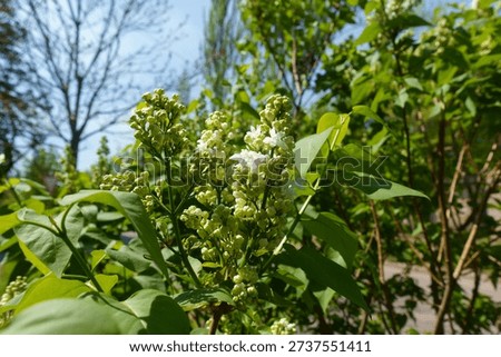 Beginning of florescence of white double flowered lilac in May