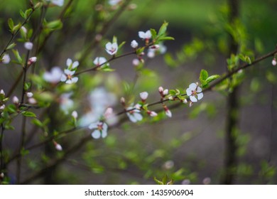Beginning of the gardening season, blooming cherry (prunus cerasus) branch with only few blossoms, very beautiful swirly bokeh in the background.