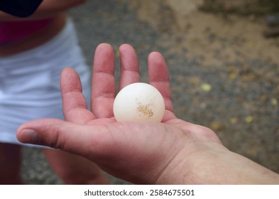 The beginning of the turtle’s life 