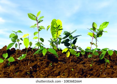 Beginning of a rainforest. Different saplings of tropical trees in rich soil with clear sky.   - Shutterstock ID 1083682664