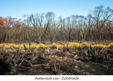 Beginning of regeneration in swampy heathland after a wildfire in the Australian bush. Victorian, Bunyip State park.
