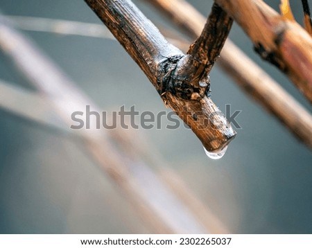 the beginning of the sap flow in the grapes, drops of juice at the ends of the branches, the vine is crying