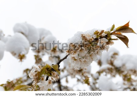 The beginning of spring. Blossoming  cherry tree with beautiful  flowers during snowfall in april. Anomaly weather and climate change concept