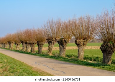 Beginning Of Spring Landscape With A Row Of Pollarded Willow Trees On The Side Of Street With Blue Sky, Nature Path With Green Grass Along The Way And Leafless Tree, Countryside Of The Netherlands.