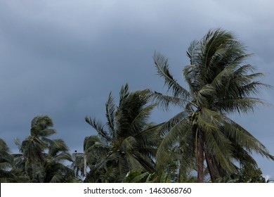 Beginning Tornado Hurricane Winding Blowing Coconut Stock Photo ...