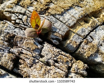 The beginning of tree in the spring