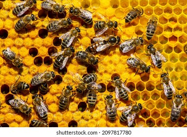 Beginning of work of the young queen bee.
Young Queen bee begins to lay eggs in the honeycomb.