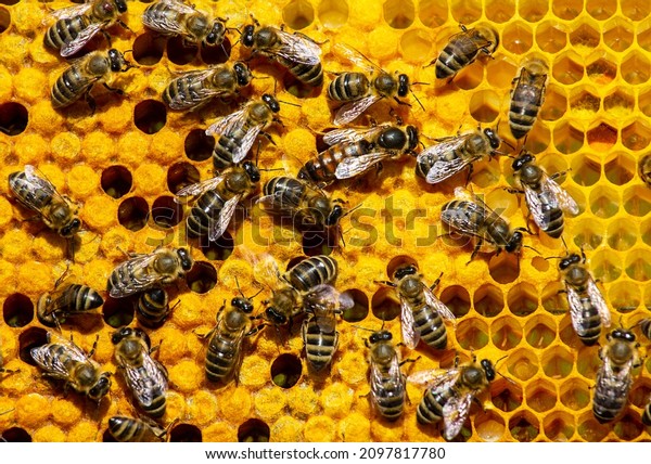 Beginning of work of the young queen\
bee.\
Young Queen bee begins to lay eggs in the\
honeycomb.
