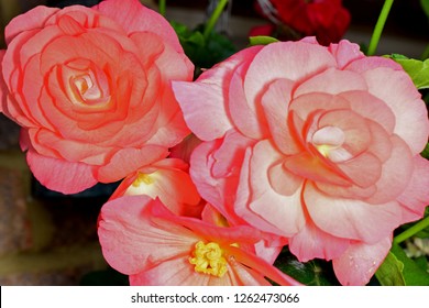 Begonia. Close Up Of Non Stop Citrus Pink Flowers. 