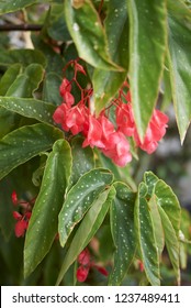 Begonia Coccinea Branch With Flower