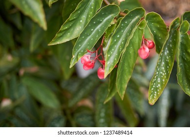 Begonia Coccinea Branch With Flower