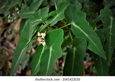 Begonia Coccinea In The Woods