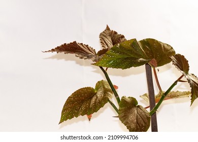 90 Begonia corallina bilder, arkivfotografier og vektorer | Shutterstock