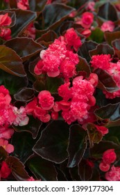 Begonia Doublet Red Outside Plant