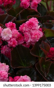 Begonia Doublet Rose Outside Plant