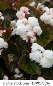 Begonia Doublet White Outside Plant