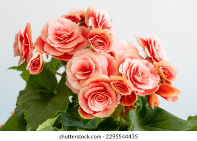 Begonia elatior flowers with red pink double flowers in white background