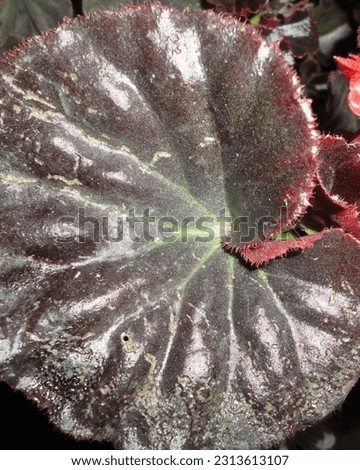 Begonia Fimbristipula. The native range of this species is SE. China to Hainan. It is a tuberous geophyte and grows primarily in the subtropical biome. Imagine de stoc © 