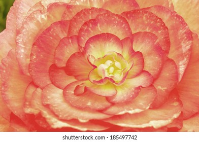 Begonia Flower