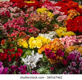 Begonia Flower