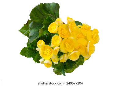 Begonia Flower Isolated On White Background