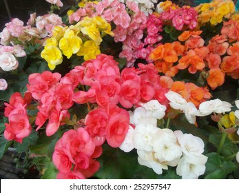 Begonia Flowers.