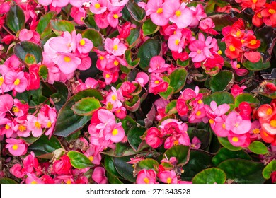 Begonia Flowers