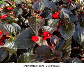 Begonia Flowers In The Garden. 