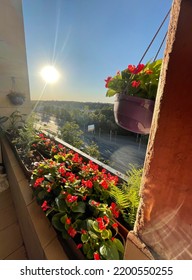 Begonia Flowers On Balcony On 20 July 2022 In Moscow, Russia