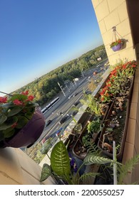 Begonia Flowers On Balcony On 20 July 2022 In Moscow, Russia