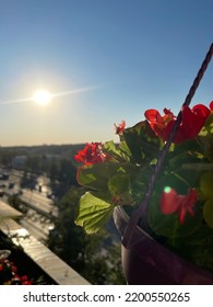 Begonia Flowers On Balcony On 20 July 2022 In Moscow, Russia