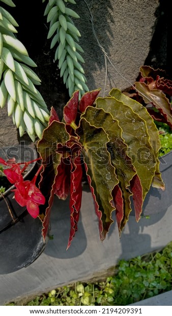 Begonia is\
a genus in the flowering plant family Begoniaceae. The only other\
member of the Begoniaceae family is Hillebrandia, a genus with a\
single species in the Hawaiian\
Islands.