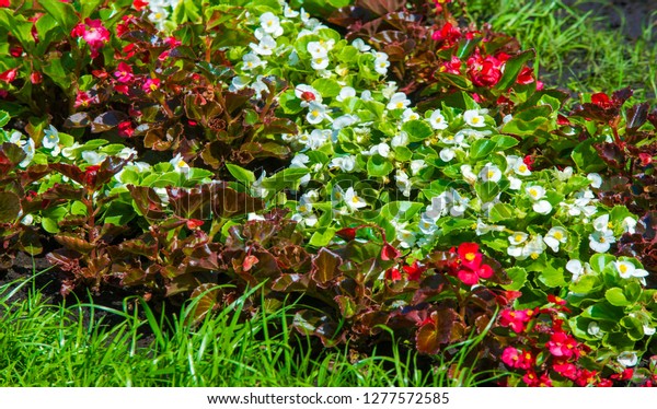 Begonia Genus Perennial Flowering Plants Begonian Stock Photo Edit Now 1277572585