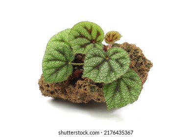 Begonia grows on rock, isolated on white background. Beautiful green leaves of beautiful plant.