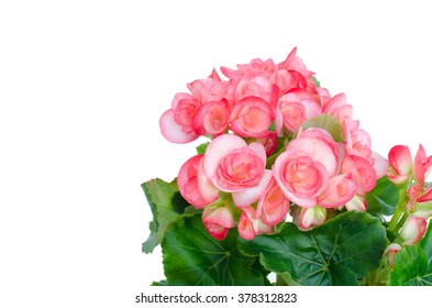 Begonia Isolated On White Background