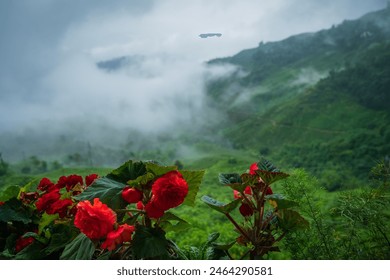 Begonia Kimjongilhwa, Kimjongilia is a flower named after the late North Korean leader Kim Jong Il, monsoon clouds passing over tea estates and gardens, Himalayas of Darjeeling, West Bengal, India.