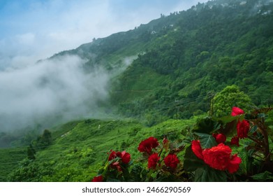 Begonia Kimjongilhwa, Kimjongilia is a flower named after the late North Korean leader Kim Jong Il, monsoon clouds passing over tea estates and gardens, Himalayas of Darjeeling, West Bengal, India.