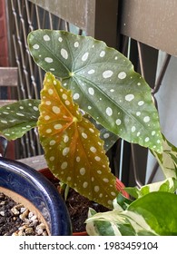 Begonia Maculata Plant In Pot With New Leaf White Polkadot House Plant